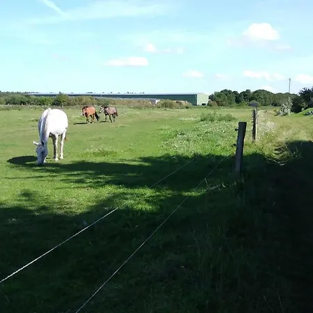 Ferienhaeuschen Vakantiehuis Born