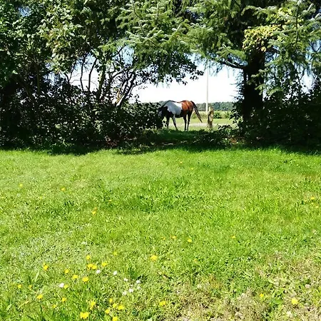 Ferienhaeuschen * ボルン